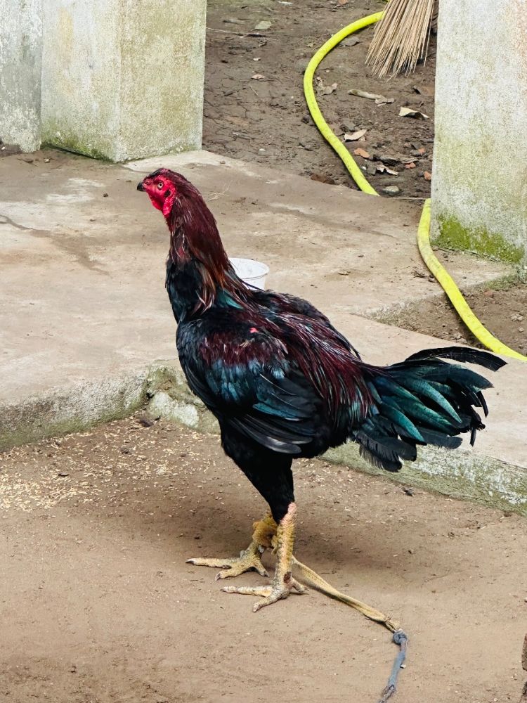 Pandem koodi